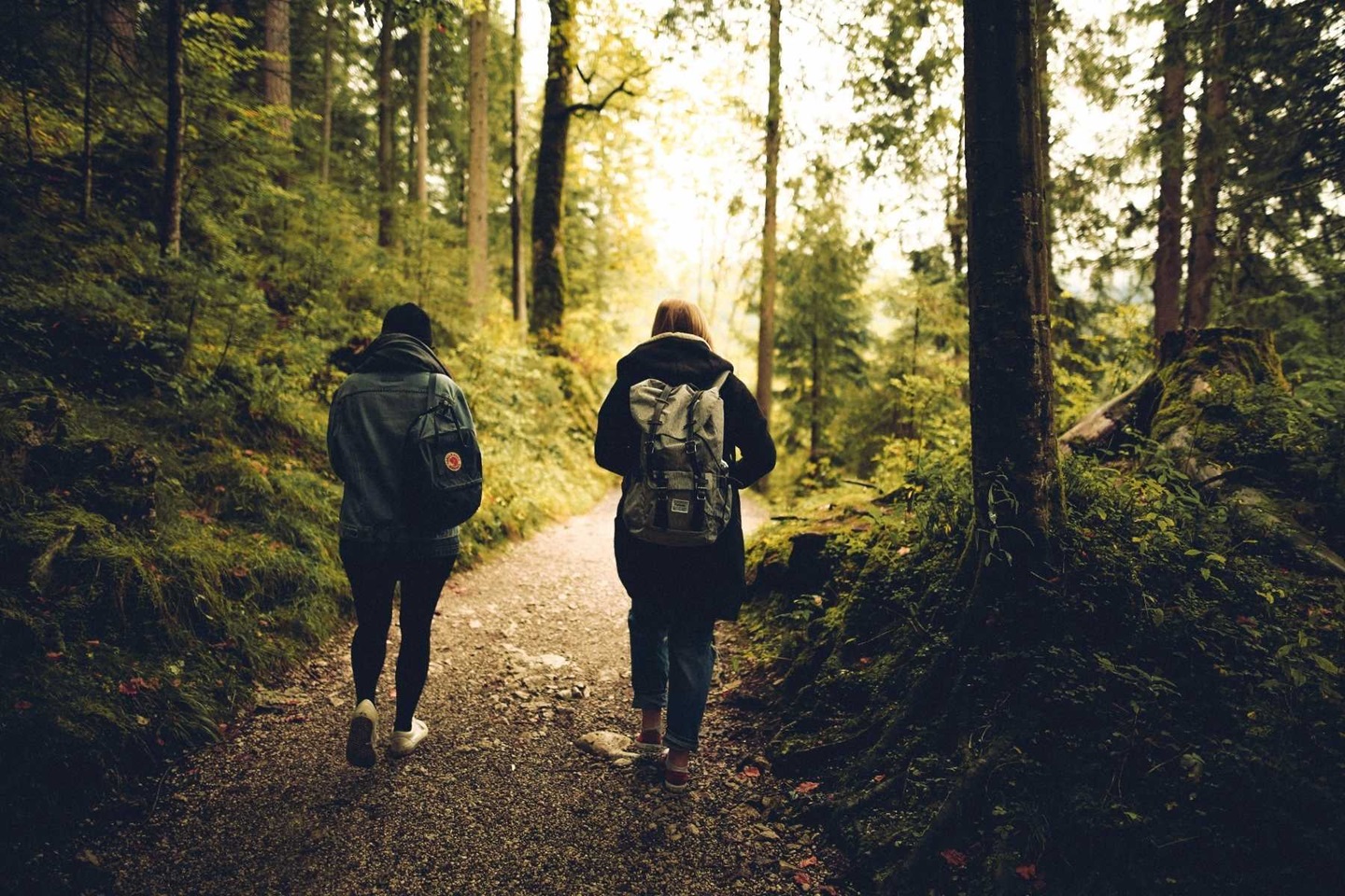 Woodland walk image