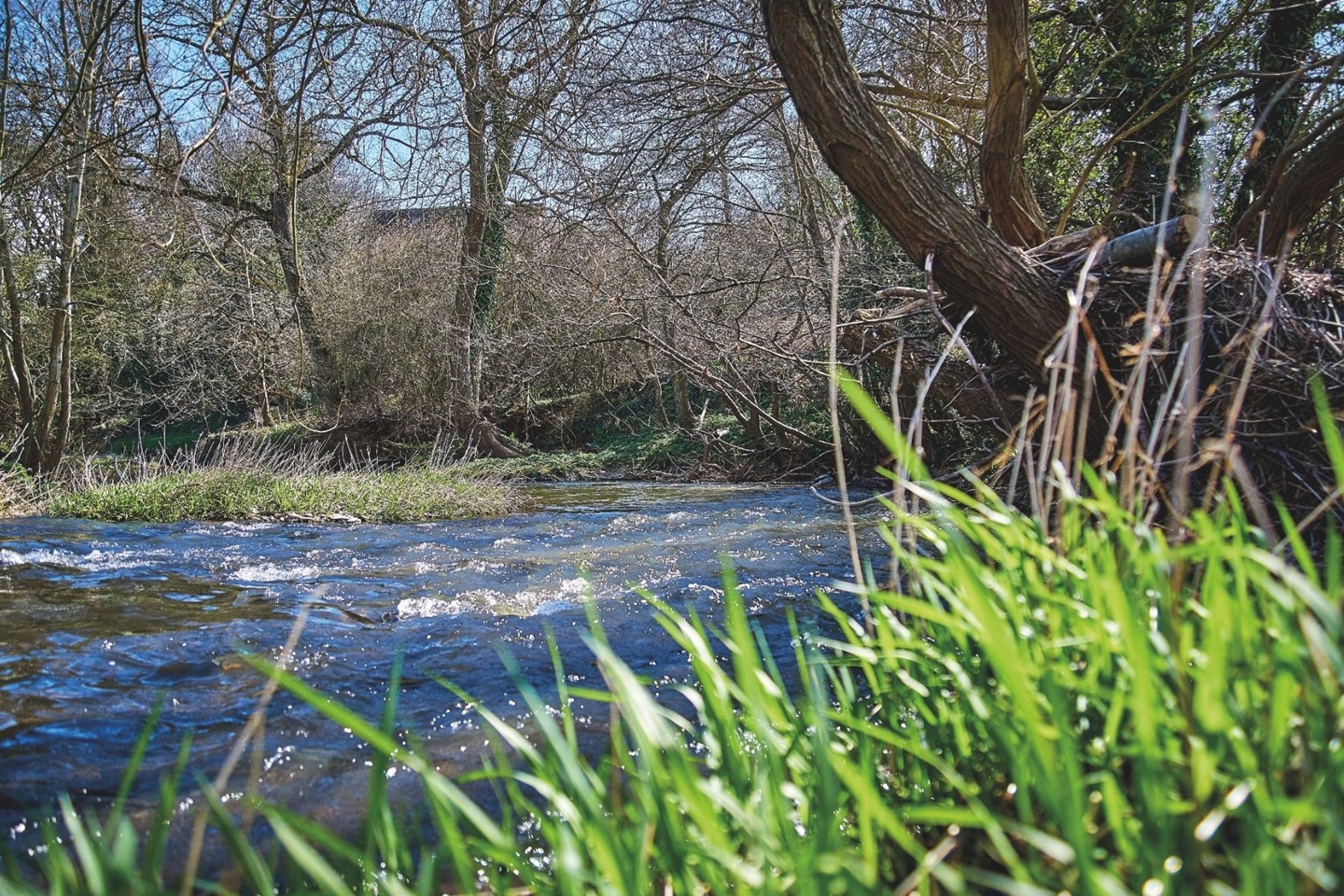 River woods