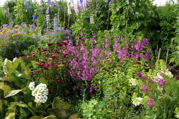 Cotton garden
