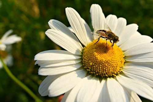 Bug