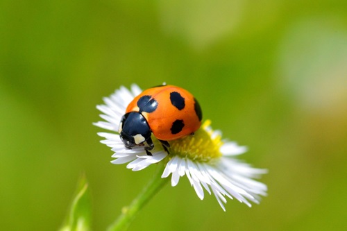 bug on flower