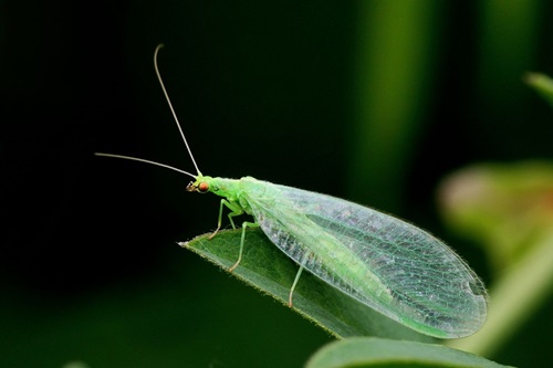 lacewing