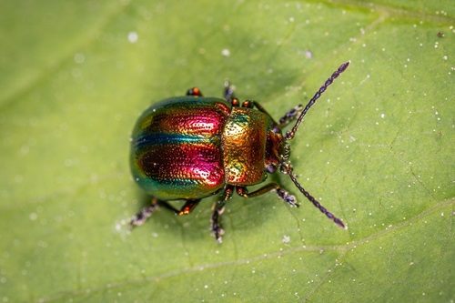 beetle